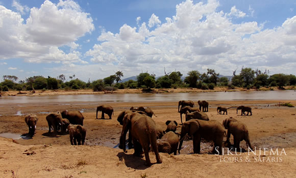 Elephants by the Ewaso Nyiro River - Samburu National Reserve, Kenya